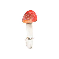 Watercolor mushroom. Hand drawn illustration realistic mushrooms
