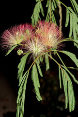 Persian Silk Tree (Albizia julibrissin) in park, south coast of Crimea