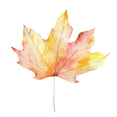 Maple leaf