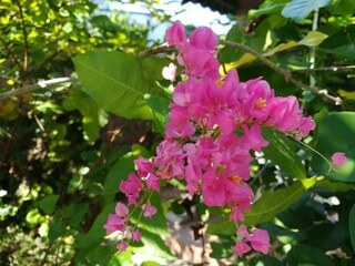 pink flowers in the garden