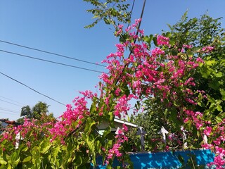 pink flowers in the garden