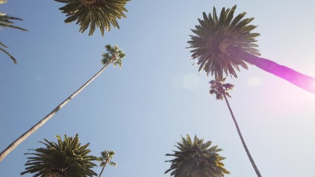 Looking up at palm trees against a blue sky. Slow Motion POV. Driving in Beverly Hills, Los Angeles, California. 