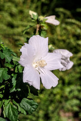 Rose of Sharon (Hibiscus syriacus) in park, south coast of Crimea
