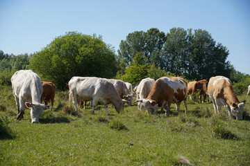 Fototapeta na wymiar Cattle cows and calves graze in the grass. Cattle breeding free range. Europe Hungary