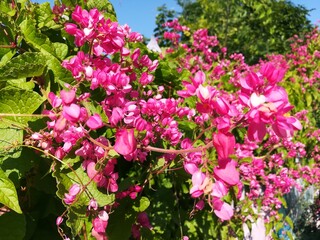 pink flowers in the garden