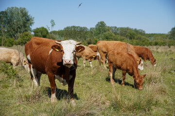 Fototapeta na wymiar Cattle graze on the farm. Cattle breeding outdoors. Blue sky and white clouds. Europe Hungary
