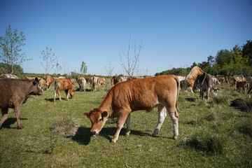A young cow calf is watching the meadow curiously. Even more cattle can be seen in the background. Forest, blue sky, clouds. Europe Hungary