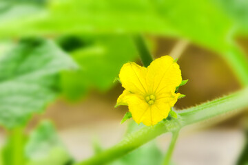 家庭菜園のきゅうりの花