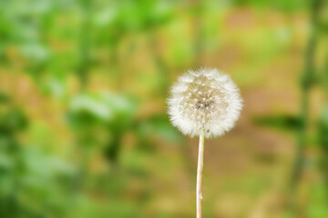 家庭菜園にあるタンポポの綿毛 01