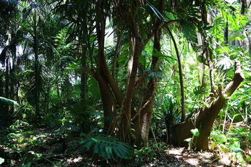 tropical forest in the jungle