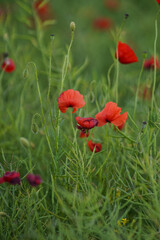 Fototapeta premium Beautiful big red poppy flowers in afternoon sunlight. close up photographed. Soft focus blurred background. Europe Hungary