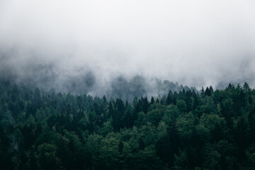 Fog, mist and clouds over  dark green and moody, pine forest. 
