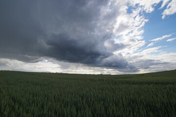 Stormy summer day over barley or wheat field. The cloud is dark gray over the farmland.