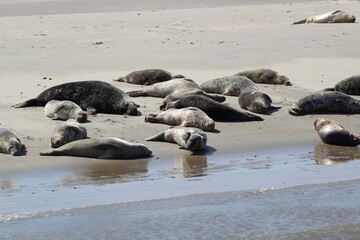 Earless seal on a mudflat. © Marije Kouyzer