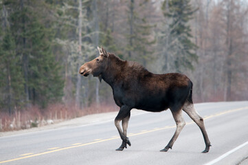 Moose Animal Stock Photos. Moose crossing the highway. Portrait. Picture. Image. Photo.