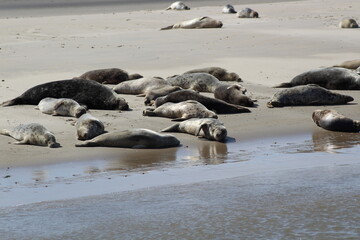 Earless seal on a mudflat. © Marije Kouyzer