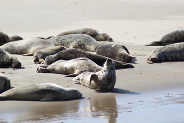 Earless seal on a mudflat. © Marije Kouyzer