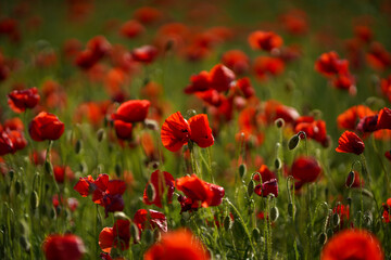 Fototapeta na wymiar Red poppy flowers and buds on a meadow on a green natural background. Close-up soft focus blurred background.