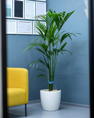 Areca Cane palm Dypsis lutescens, golden cane palm plant in white pot