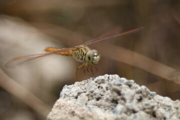 close up of a dragonfly