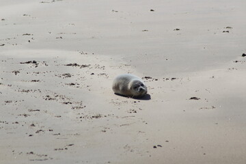 Fototapeta na wymiar Earless seal on a mudflat.
