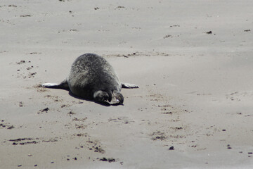 Earless seal on a mudflat. © Marije Kouyzer