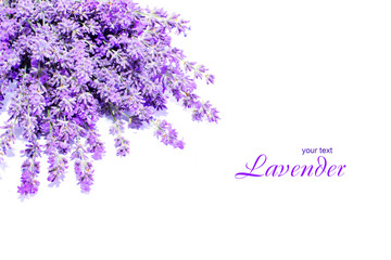 Lavender flowers on a white background. Lavender background. Place for text.