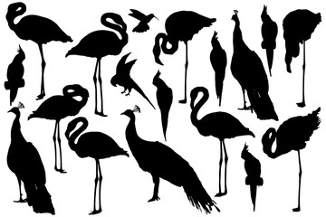 Tropicalbirds set silhouettes. Clip art on white background on white background © Julia