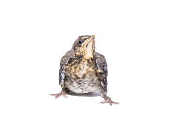 Obraz premium song thrush white background