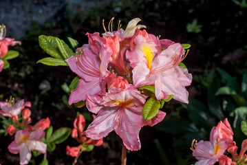 Rhododendron 'Satomi' (Rhododendron x mollis) in garden, Moscow region, Russia