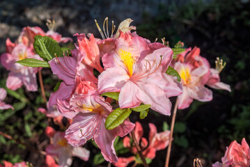 Obraz premium Rhododendron 'Satomi' (Rhododendron x mollis) in garden, Moscow region, Russia