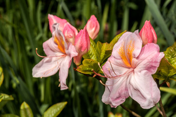 Rhododendron 'Satomi' (Rhododendron x mollis) in garden, Moscow region, Russia