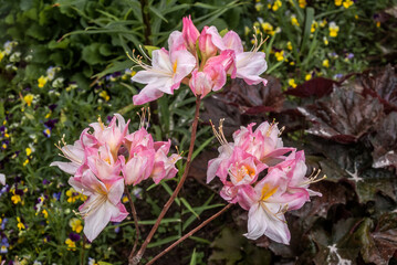 Rhododendron 'Satomi' (Rhododendron x mollis) in garden, Moscow region, Russia