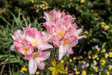 Obraz na płótnie Canvas Rhododendron 'Satomi' (Rhododendron x mollis) in garden, Moscow region, Russia