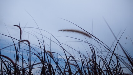 reeds in the wind against a blue sky