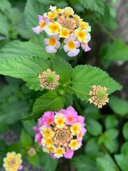 L. camara has small tubular shaped flowers, which each have four petals and are arranged in clusters in terminal areas stems. Flowers come in many different colours, including red, yellow, white, pink