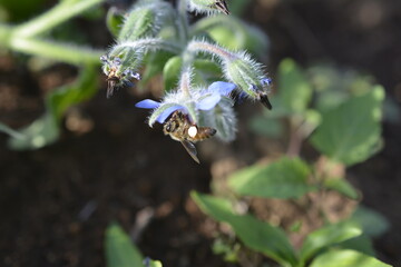 働き蜂が、ボリジの花の蜜を吸っています。忙しそうです。足には花粉団子をつけています。花と昆虫イメージ素材