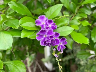 Loosestrife And Pomegranate Family Color Palettes A purple flower with small petals blooming in a chain.