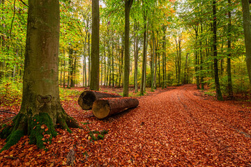 Gold and green beautiful forest in the autumn, Poland