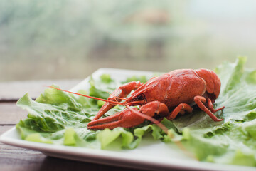 Hot delicious crayfish on a plate. Crayfish. Red boiled crawfishes. Lobster closeup.