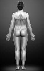 3d rendered illustration of the female body