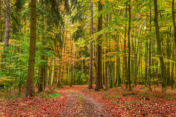 Obraz premium Green and brown forest in the autumn, Poland