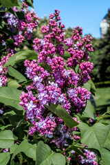 Common Lilac (Syringa vulgaris) in park, Central Russia