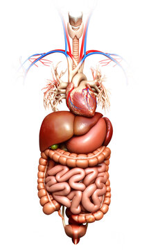 3d rendered medically accurate illustration of Digestive System  and heart
