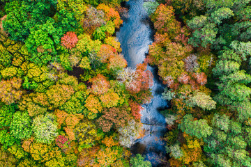 Top down view of colorful forest in autumn, Poland