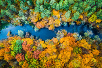 Yellow forest in autumn and blue river, view from above