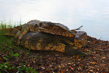 Two big water monitors rested beside a pond in the park