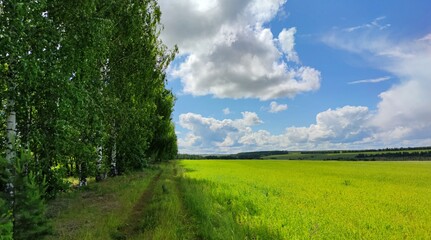 Fototapeta na wymiar country road between a green field and a birch forest plantation against a blue sky with clouds on a sunny day