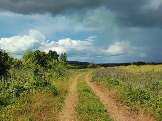 country road among a green field with trees and purple flowers against a cloudy sky before the rain