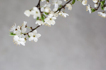 Obraz premium White flower cherry blossom on a grey background postcard spring wallpaper
